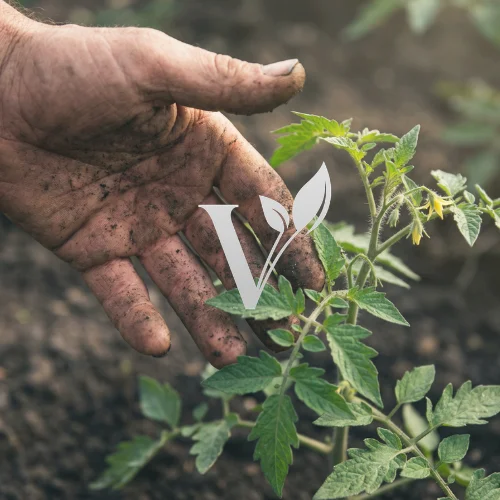 copertina vulio portfolio